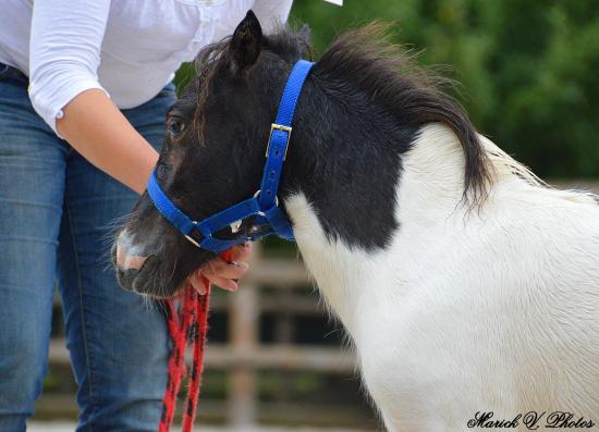 Divine Diablesse des Merveilles - Saillenard 2014 - France