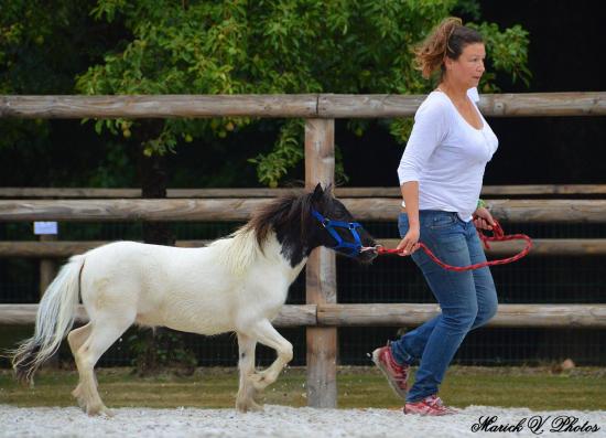 Divine Diablesse des Merveilles - Saillenard 2014 - France