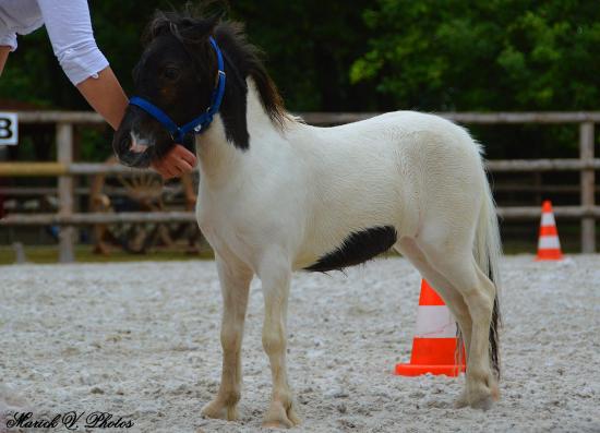 Divine Diablesse des Merveilles - Saillenard 2014 - France