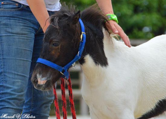 Divine Diablesse des Merveilles - Saillenard 2014 - France