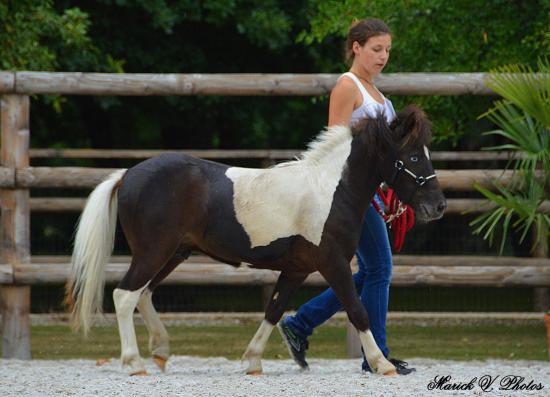 Délire Démoniak des Merveilles - 2nde place classe mâles yearling