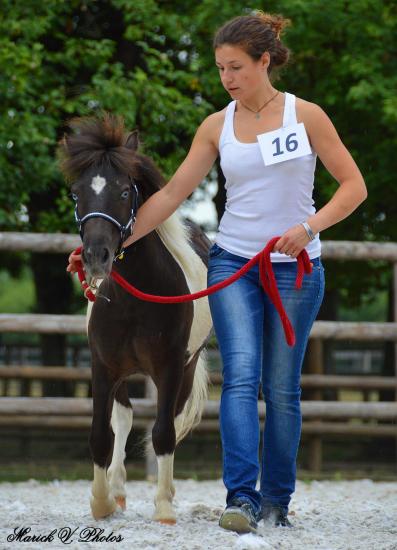 Délire Démoniak des Merveilles - 2nde place classe mâles yearling