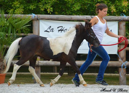 Délire Démoniak des Merveilles - 2nde place classe mâles yearling