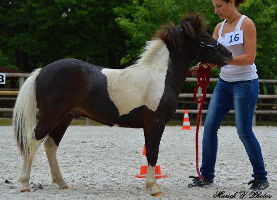 Délire Démoniak des Merveilles - 2nde place classe mâles yearling